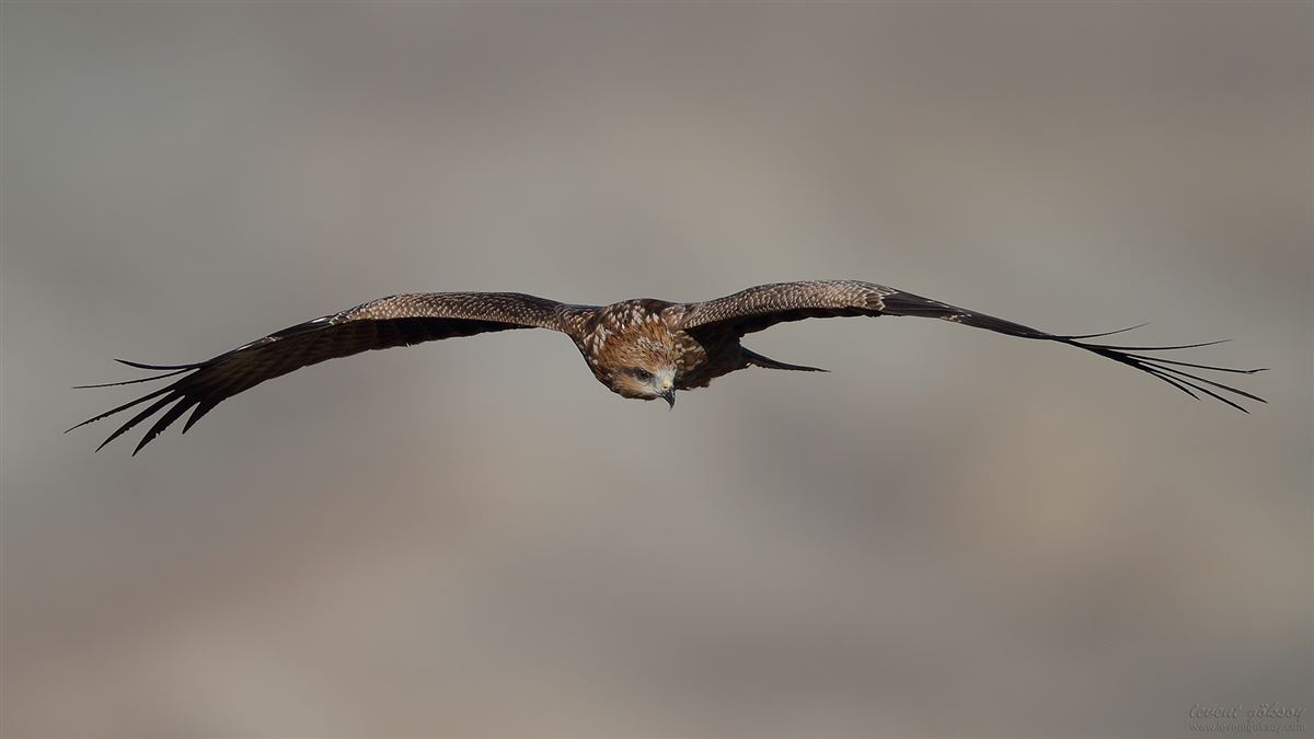 Black Kite