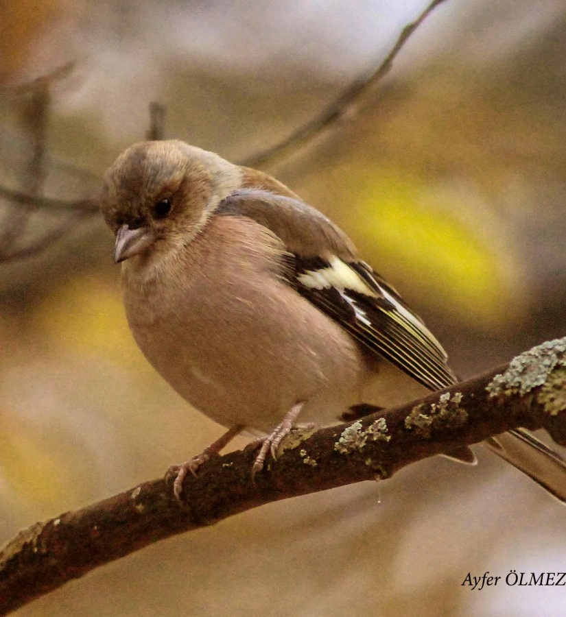 Eurasian Chaffinch