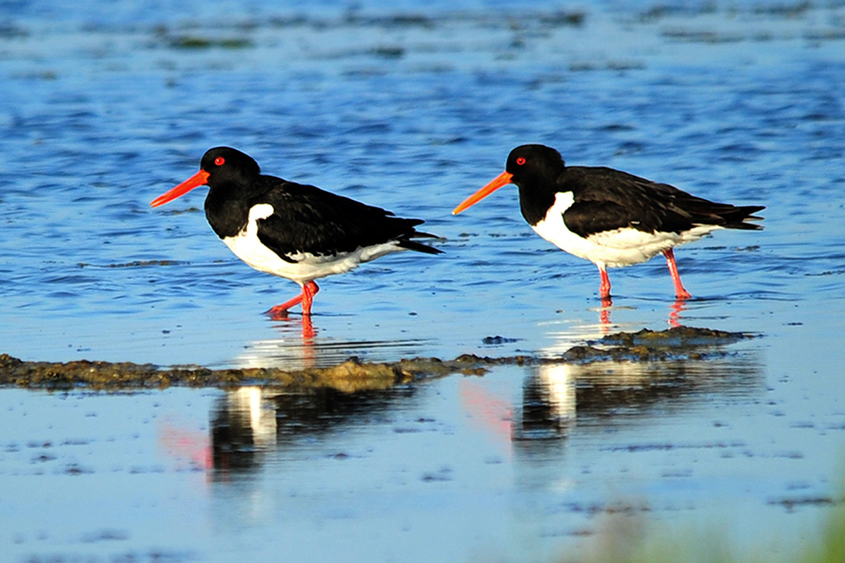 Eurasian Oystercatcher