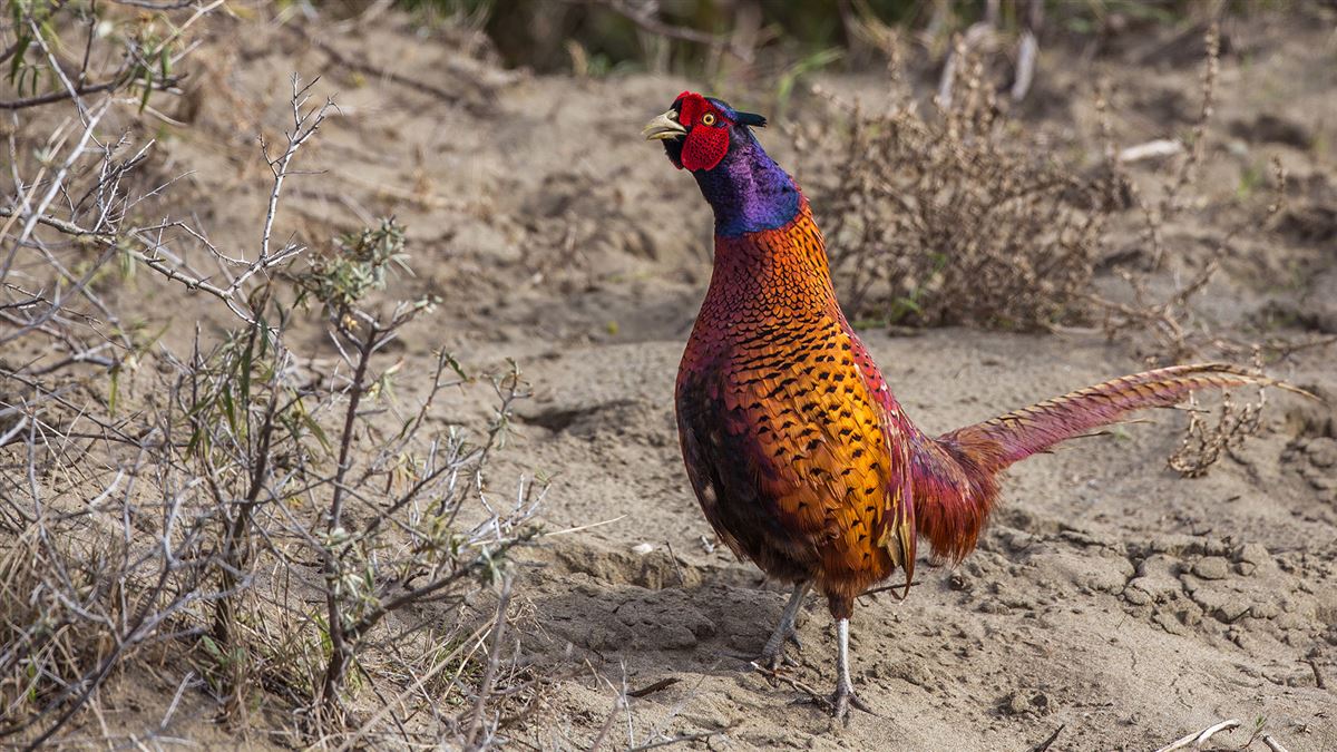 Common Pheasant