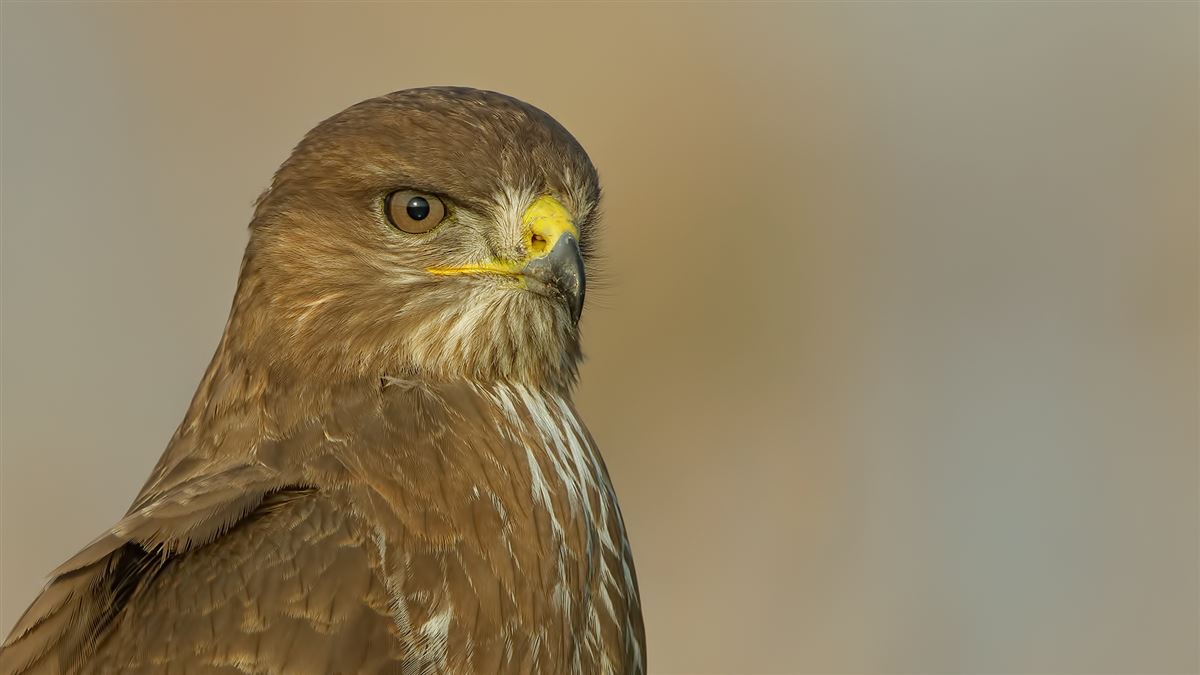 Common Buzzard