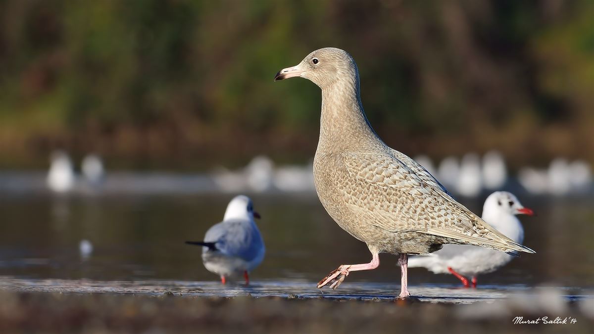 Glaucous Gull