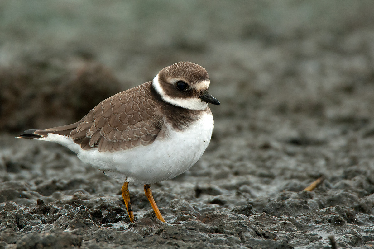 Common Ringed Plover
