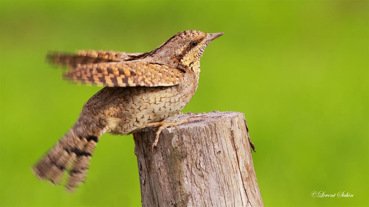 Eurasian Wryneck