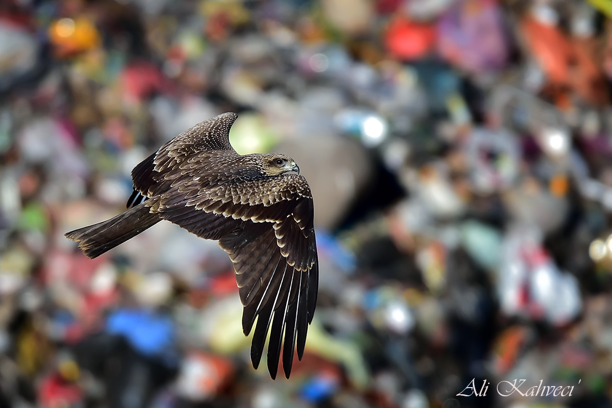 Black Kite