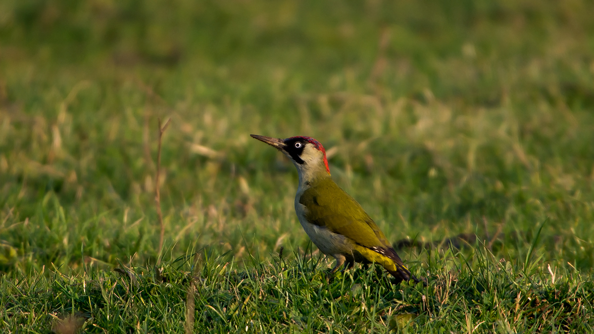European Green Woodpecker