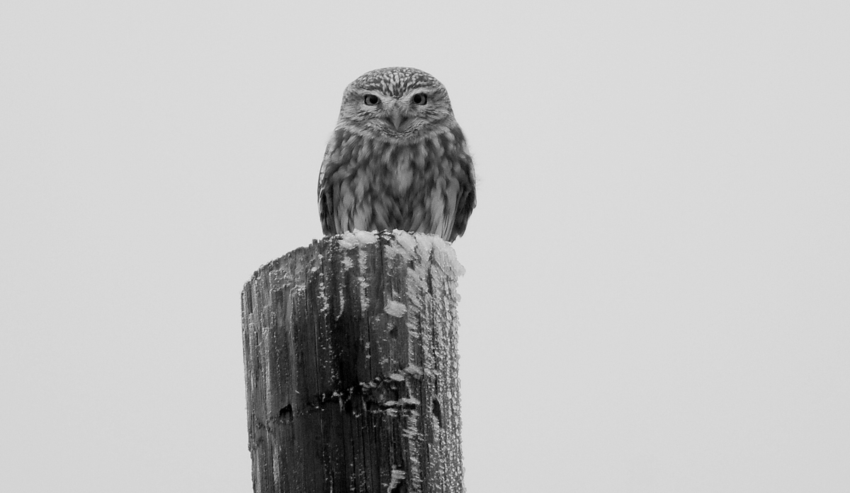 Little Owl