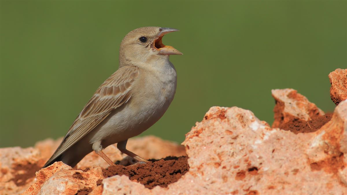 Pale Rockfinch