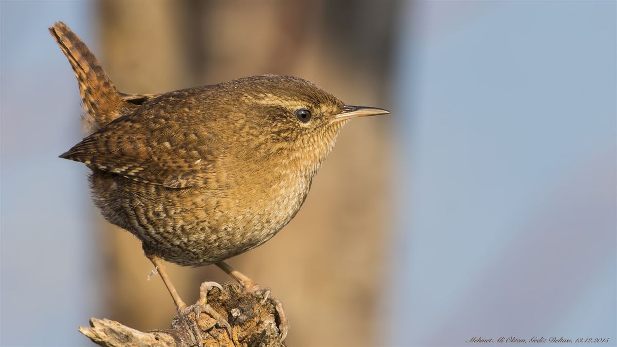 Eurasian Wren