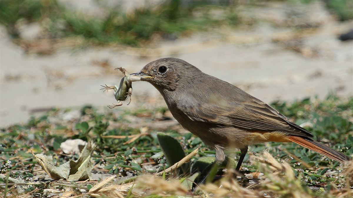 Black Redstart