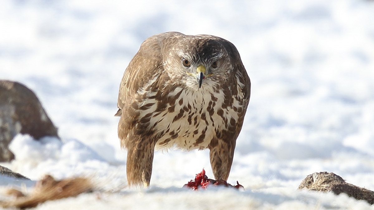 Common Buzzard