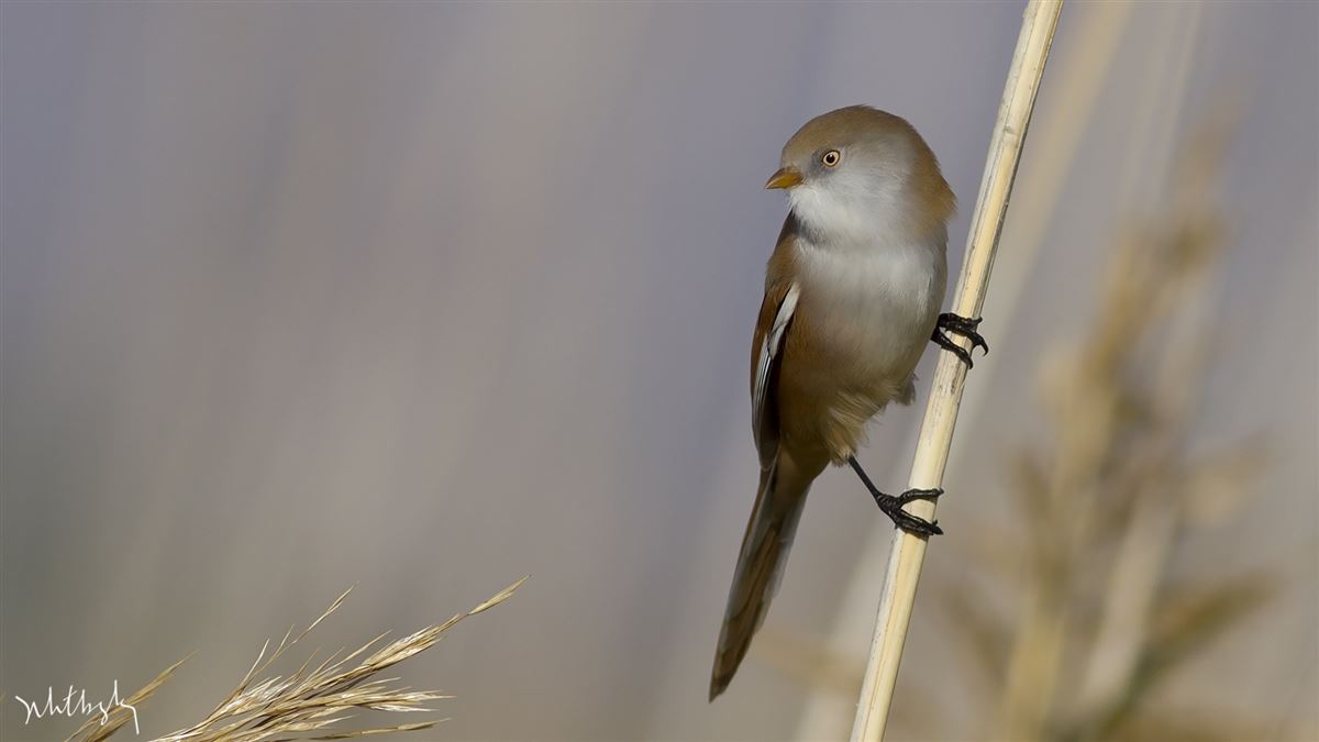 Bearded Reedling