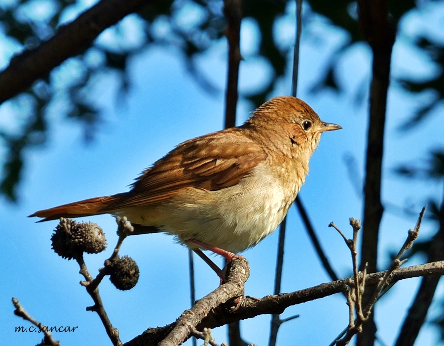 Common Nightingale