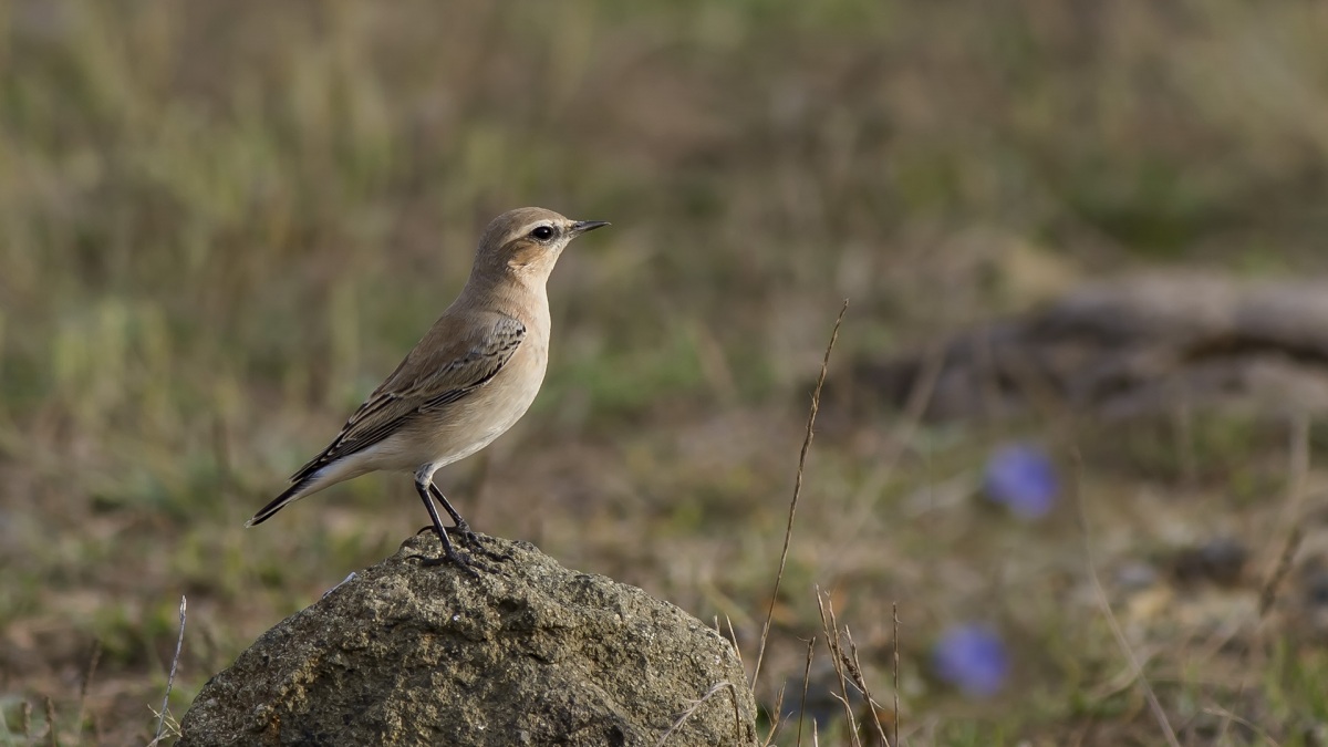Northern Wheatear