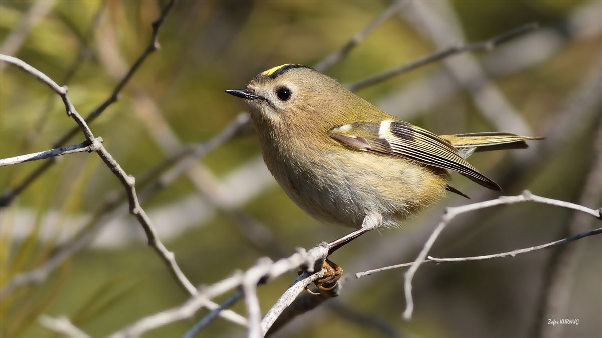 Goldcrest