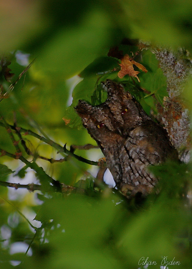 Eurasian Scops Owl