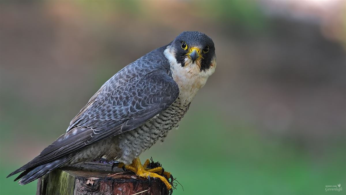 Peregrine Falcon