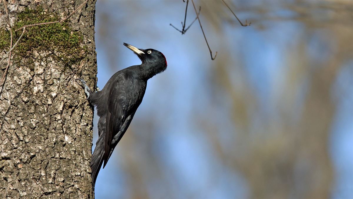 Black Woodpecker