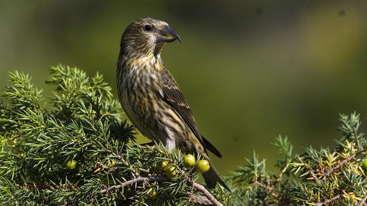 Red Crossbill