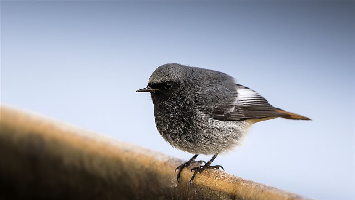 Black Redstart