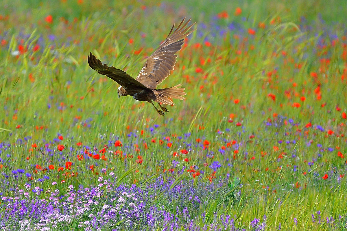 Western Marsh Harrier