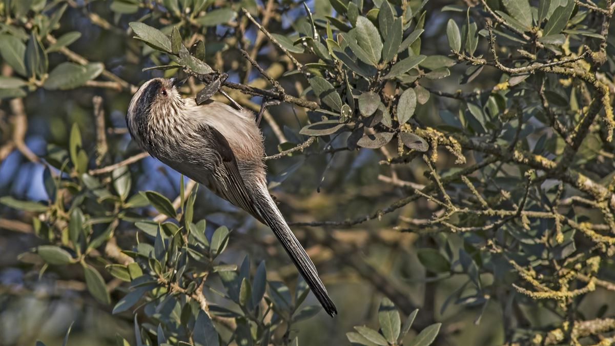 Long-tailed Tit