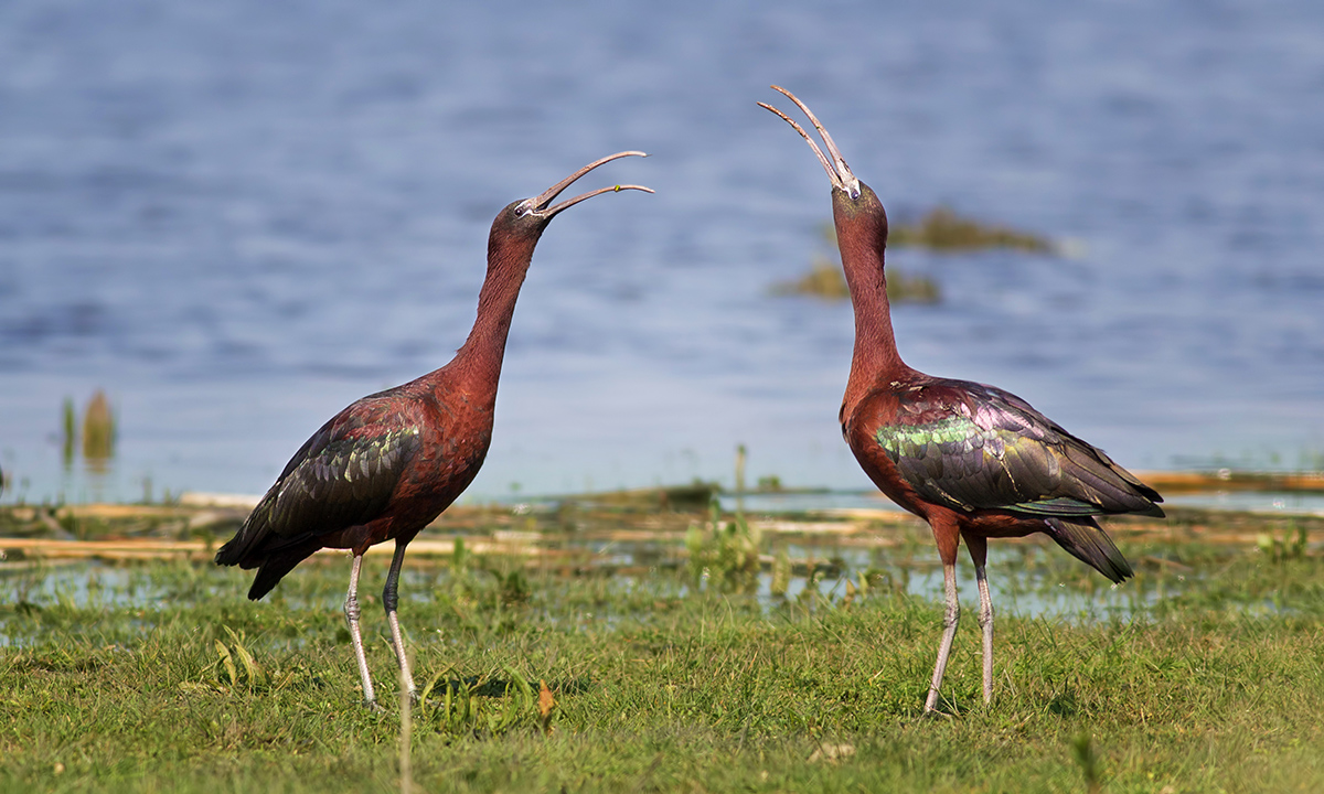 Glossy Ibis