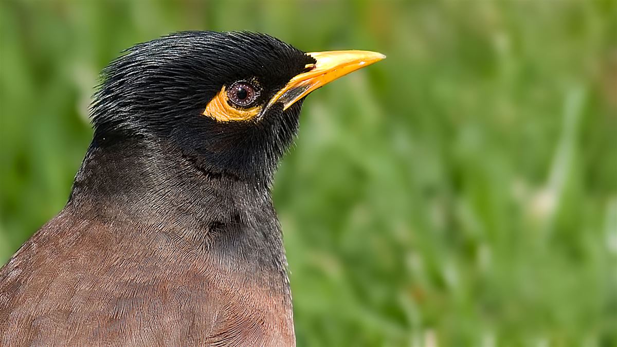 Common Myna