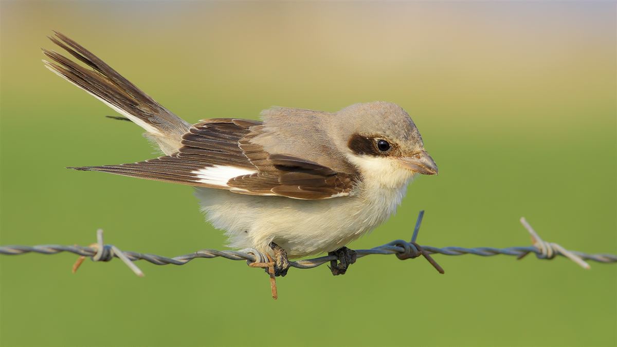 Lesser Grey Shrike