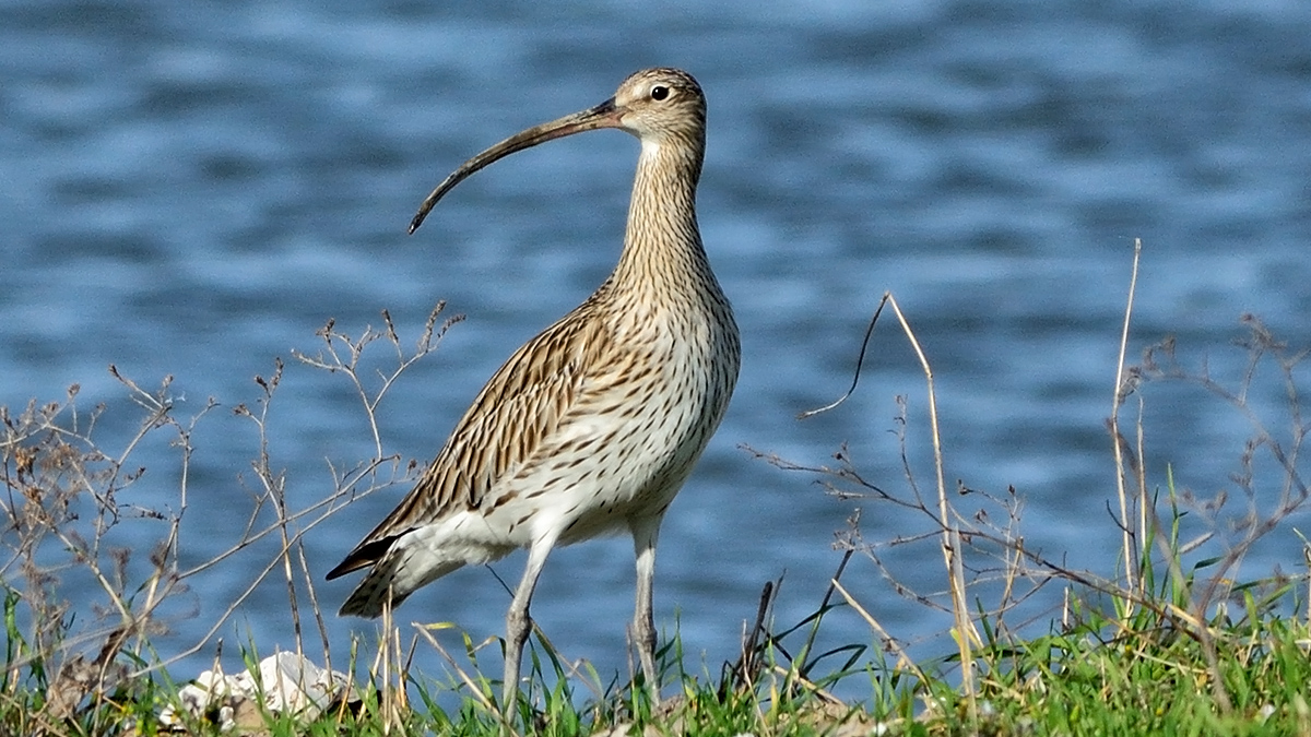 Eurasian Curlew