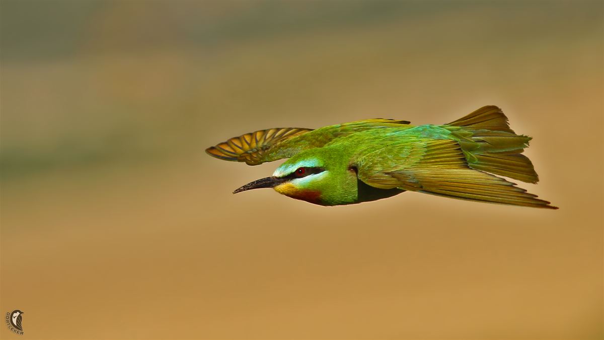 Blue-cheeked Bee-eater