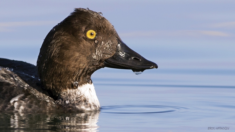 Common Goldeneye