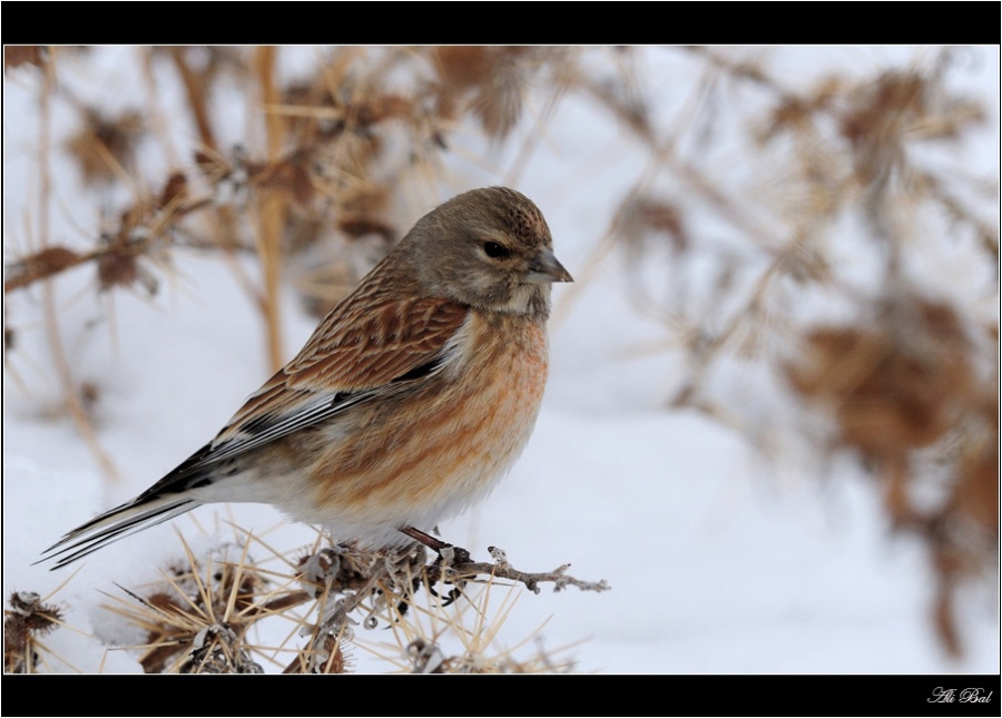 Common Linnet