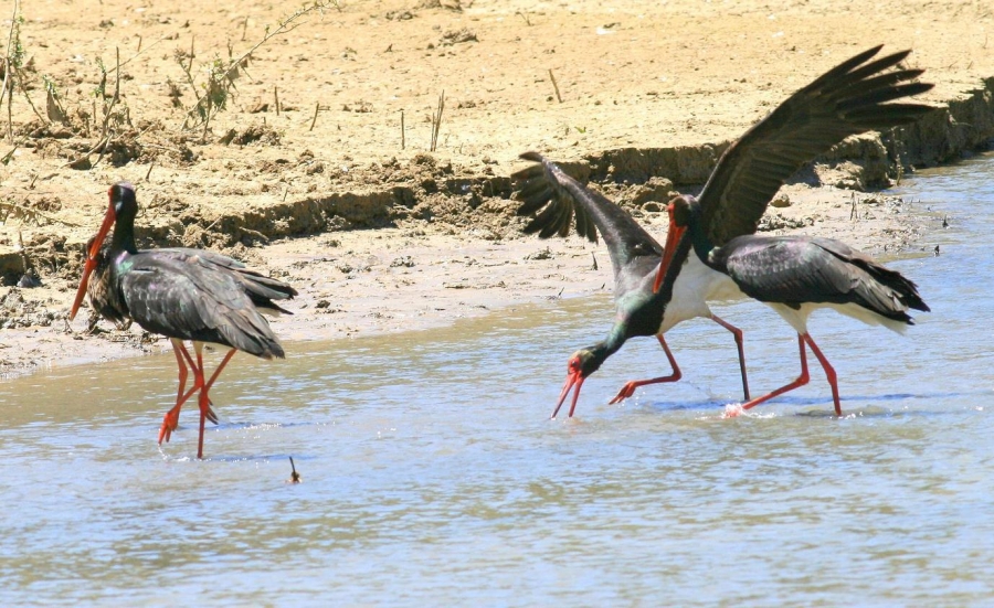 Black Stork
