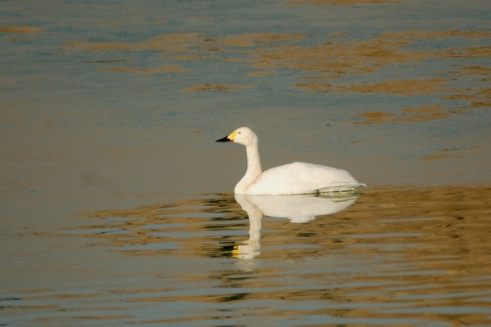 Tundra Swan