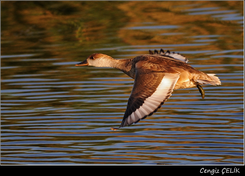 Red-crested Pochard