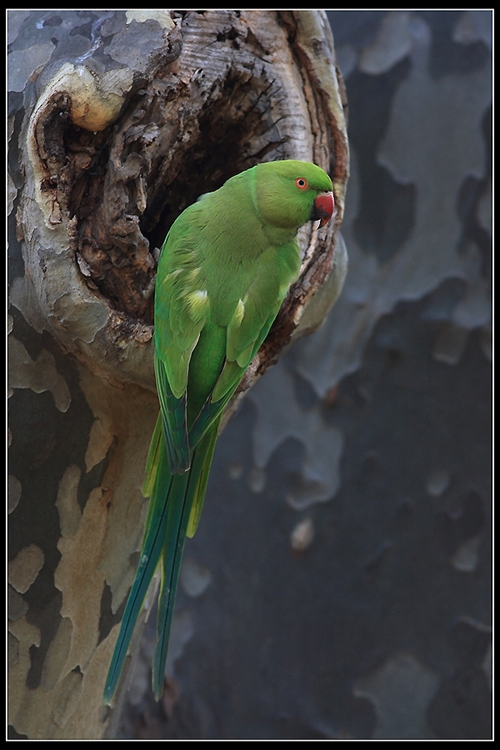 Rose-ringed Parakeet