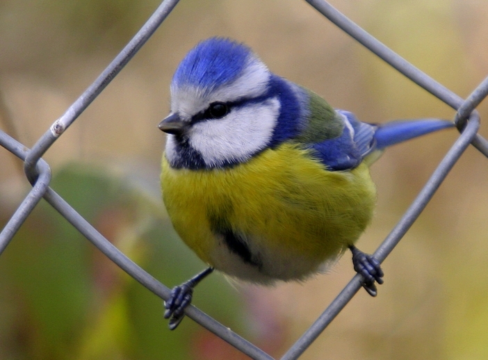 Eurasian Blue Tit
