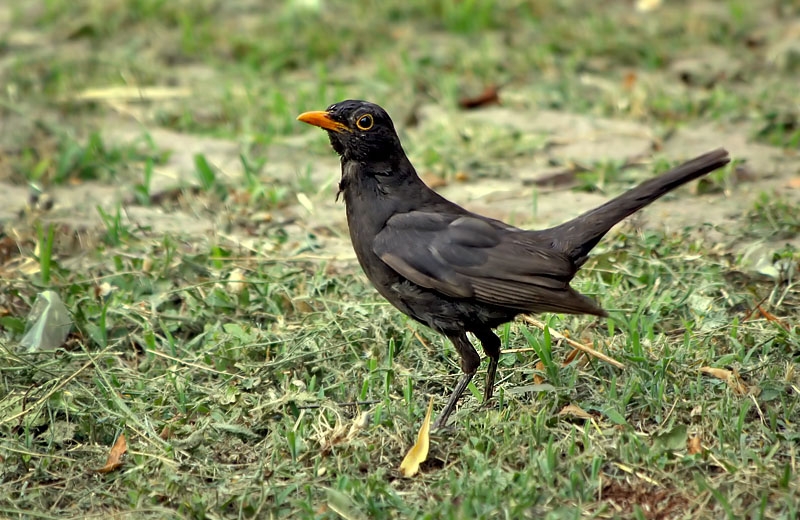 Common Blackbird