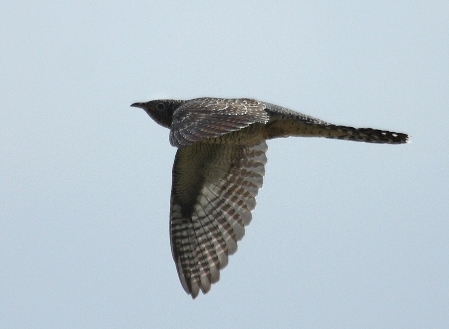 Common Cuckoo