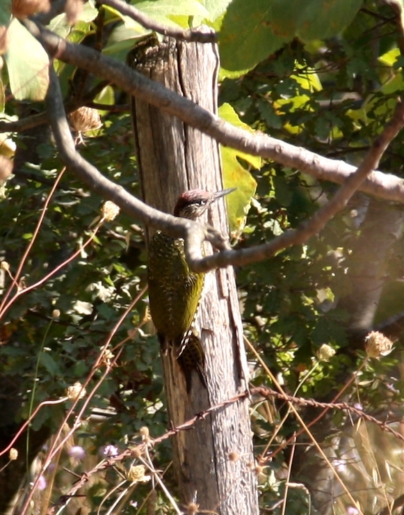 European Green Woodpecker