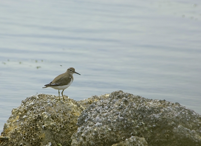 Common Sandpiper