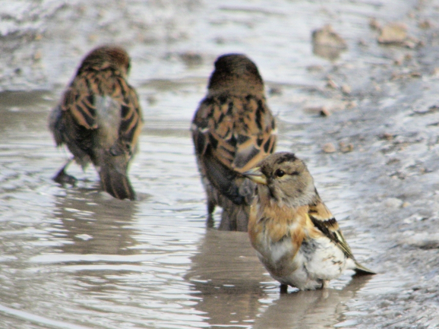 Brambling
