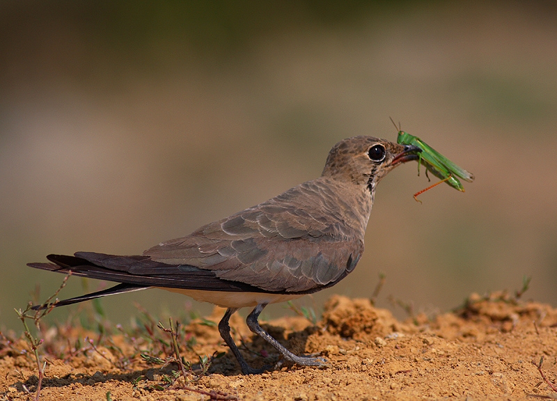 Collared Pratincole