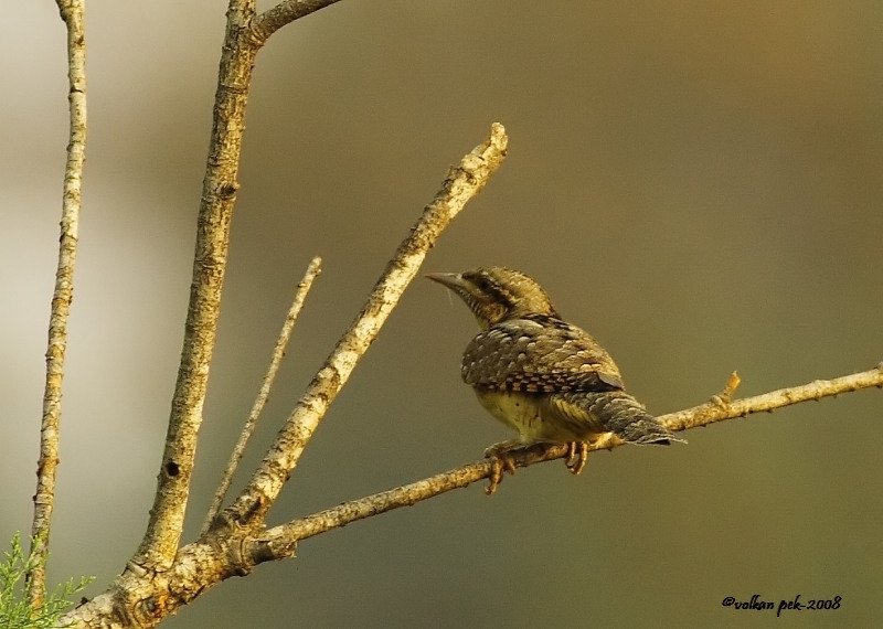 Eurasian Wryneck