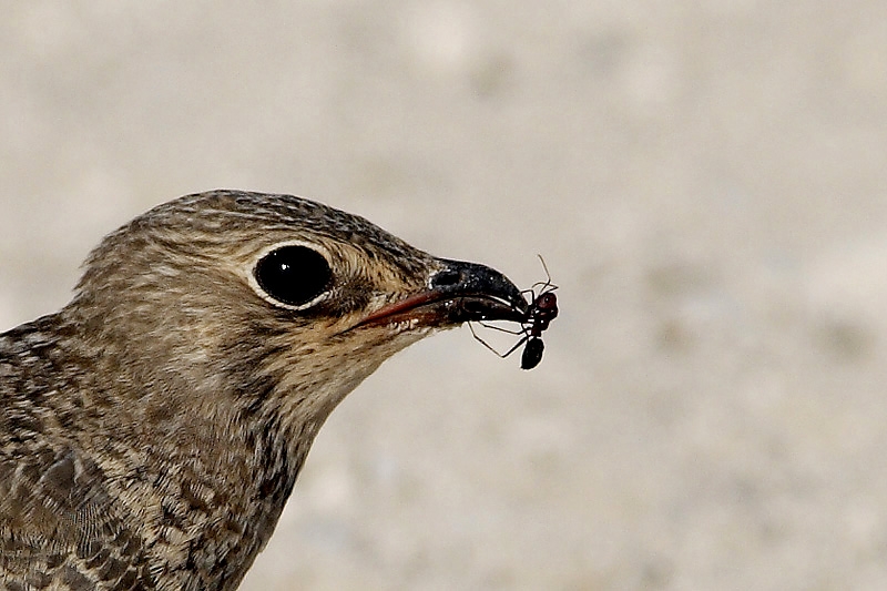 Collared Pratincole
