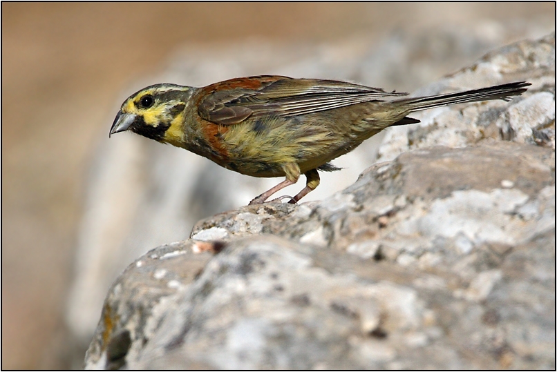 Cirl Bunting