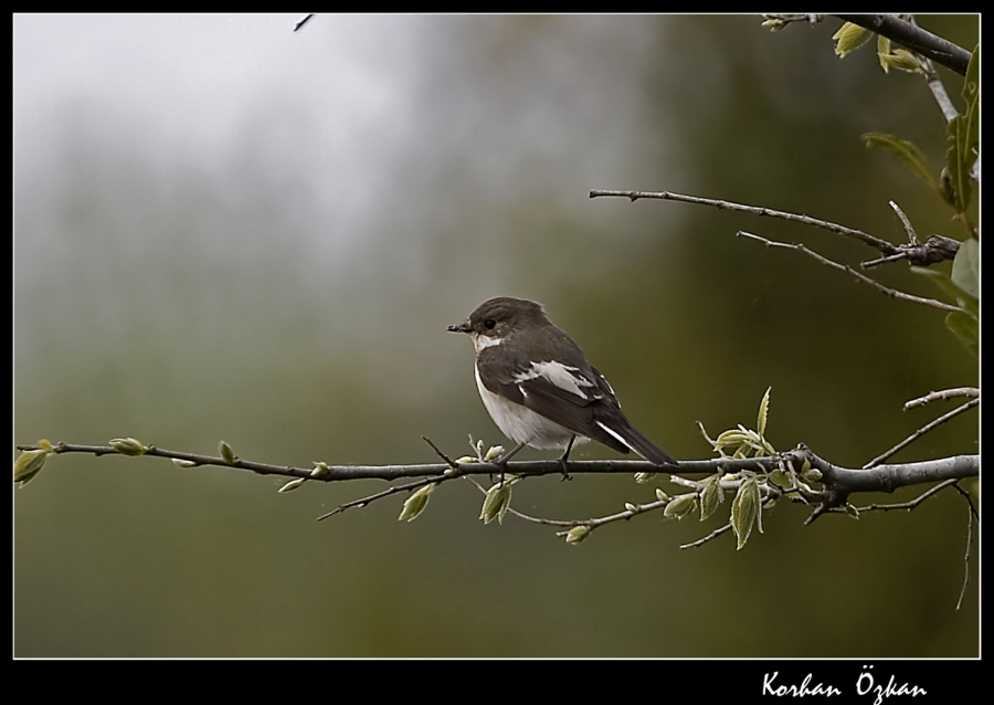 European Pied Flycatcher