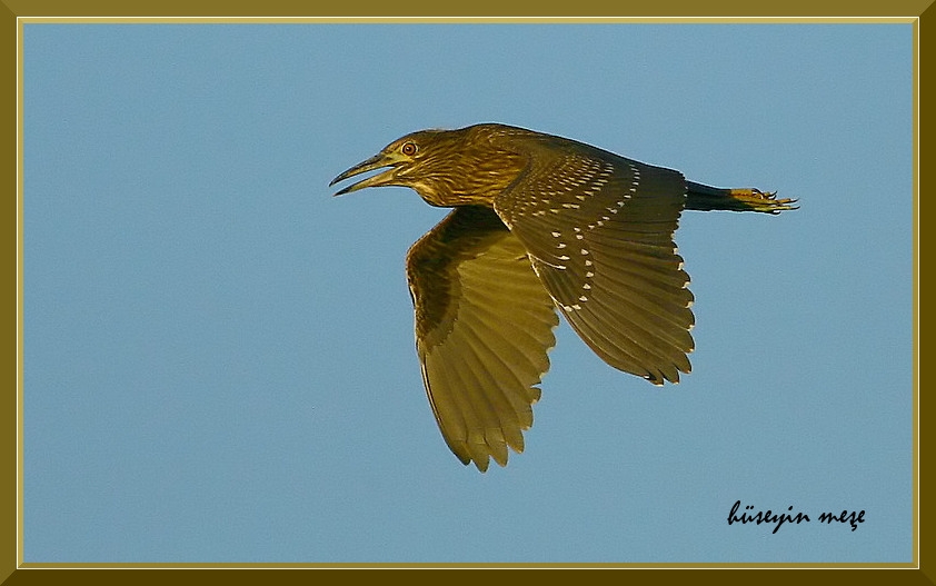 Black-crowned Night Heron