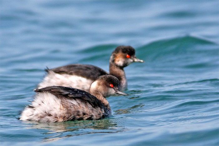 Black-necked Grebe